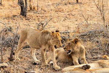 Leeuwen op de savanne van Photo By Nelis