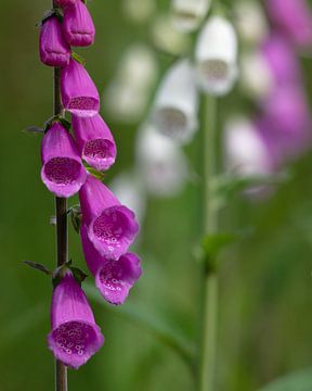 Foxglove in the forest.