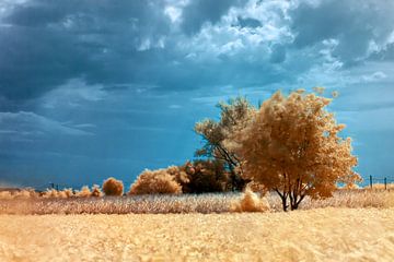 Italian summer