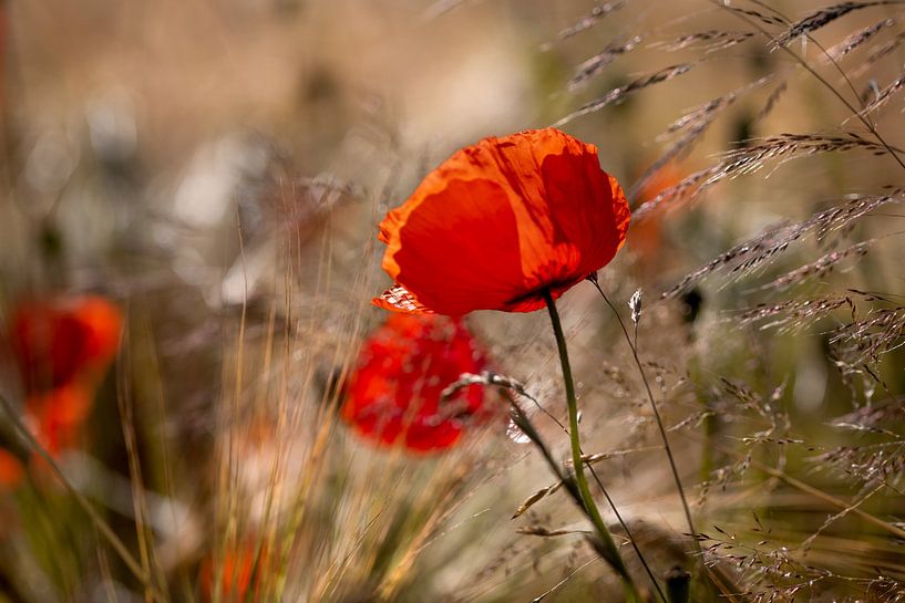 papaver van Kurt Krause