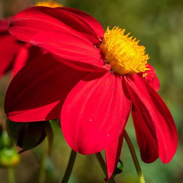 Dahlia (Dahlia) by Alexander Ludwig