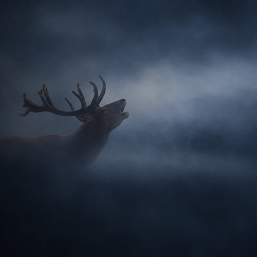 L'Appel dans la brume - France