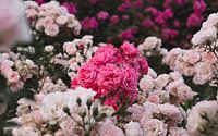 Pink roses