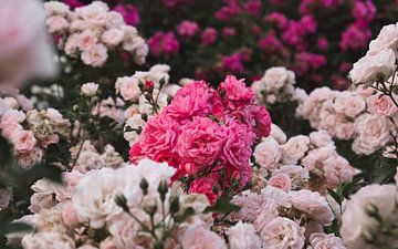 Roze rozen van SA Fotografie