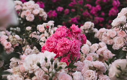 Rosa Rosen