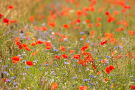 Üppige Blüte von roten Mohnblumen und blauen Kornblumen von Theo Felten