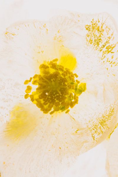 Christrose in Eis 1 von Marc Heiligenstein