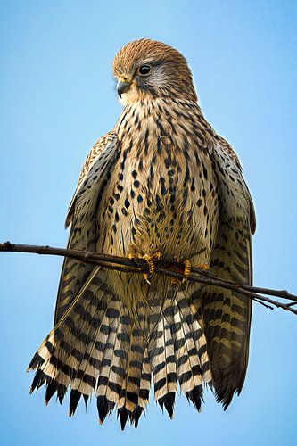 Goldenes Licht – Turmfalke
