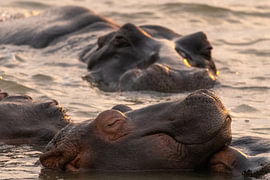 Hippos in the Water by RicksWildFrames