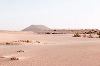 Duinpark op Fuertenventura, Canarische Eilanden van Simone Neeling thumbnail