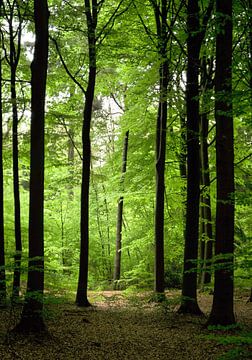 Licht tussen de bomen in het bos van Corinne Welp