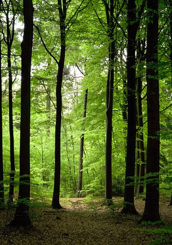 Licht tussen de bomen in het bos van Corinne Welp