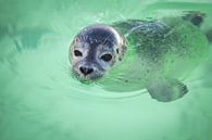 Swimming seal up close by Simone Janssen thumbnail
