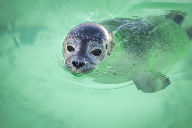 Swimming seal up close by Simone Janssen