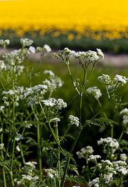 Fluitekruid by Fokke Terpstra