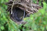 Jong vogeltje in het nest  von Aafke's Art Miniaturansicht