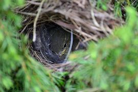 Jong vogeltje in het nest  van Aafke's Art