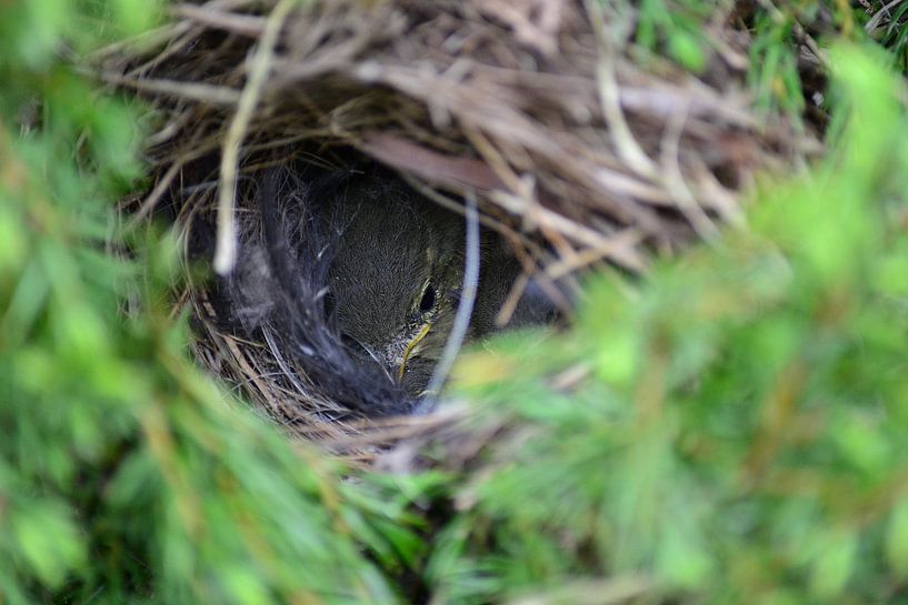Jong vogeltje in het nest  von Aafke's Art
