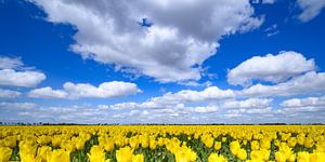 Tulpen auf landwirtschaftlichen Feldern im Frühling 