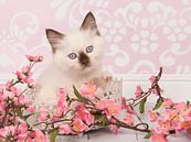 Chaton ragdoll dans un environnement rose par Elles Rijsdijk Aperçu