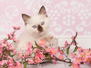 Ragdoll-Kätzchen in rosa Umgebung