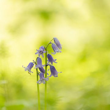 Wood hyacinth by Olaf Oudendijk