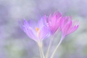 Crocus sur Jeannette Penris