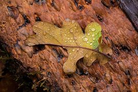 Herbstblatt mit Wassertropfen von Moetwil en van Dijk - Fotografie