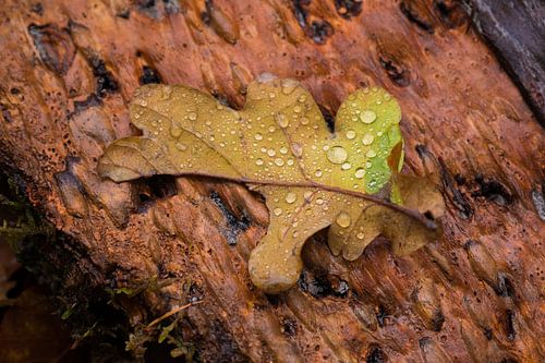 Herfstblad met waterdruppels