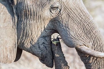 Elefant beim Fressen