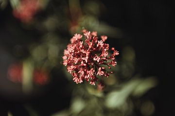 Zomerse roze bloem | fine art foto print | Collectie botanisch van Sanne Dost