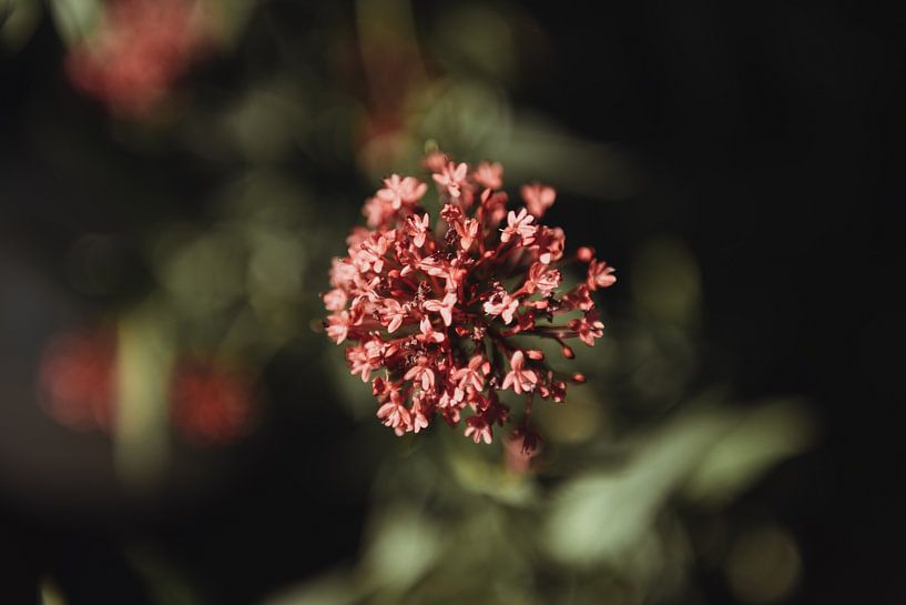 Fleur d'été | Photographie botanique tirage photo d'art par Sanne Dost