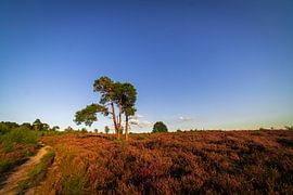Baum und Moor Holterberg von Arnold van Rooij