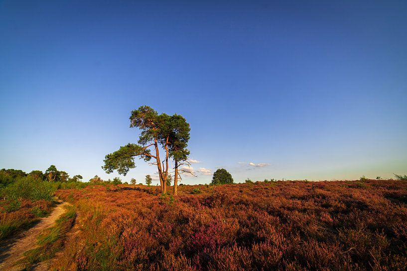 Tree and moor Holterberg by Arnold van Rooij