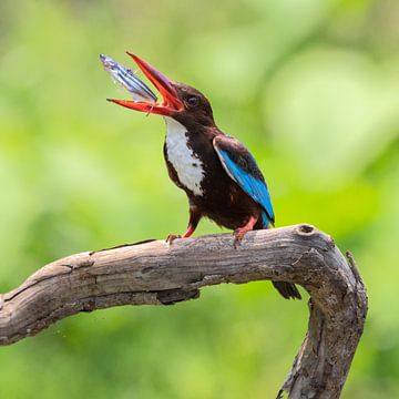 White-breasted kingfisher juggles its food by Anges van der Logt