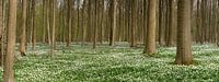 Hallerbos auf einem Blumenteppich von Toon van den Einde Miniaturansicht