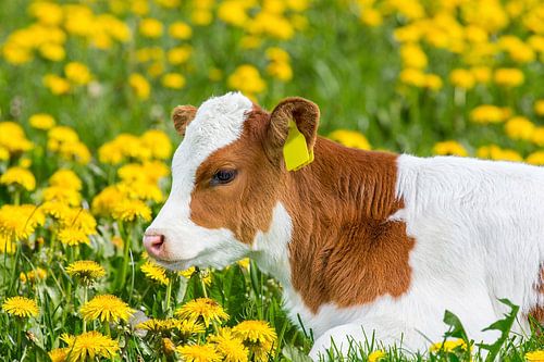 Portrait of newborn calf lying in pasture with yellow dandelions