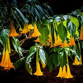 Fleur de Trompette sur Dieter Walther