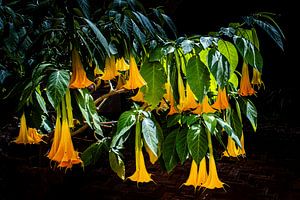 Trompetenblume