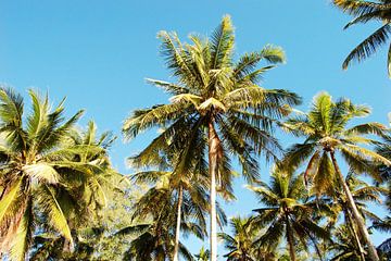 Palmbomen Blauwe Lucht van Walljar
