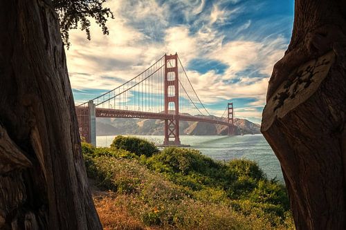 Golden Gate ingelijst door cypres, San Francisco, VS