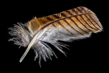 Eagle owl feather by Hans-Jürgen Janda