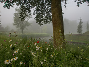 Nebel, Blumen und ein Baum