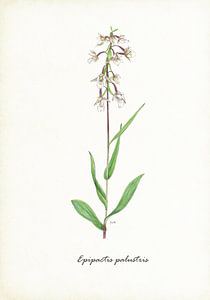 Sumpfwespen-Orchis