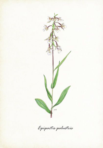 Moeraswespenorchis van Jasper de Ruiter