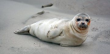 Seal on the beach of Texel sur Ronald Timmer