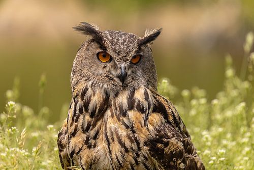 Oehoe, Bubo bubo, Roofvogel