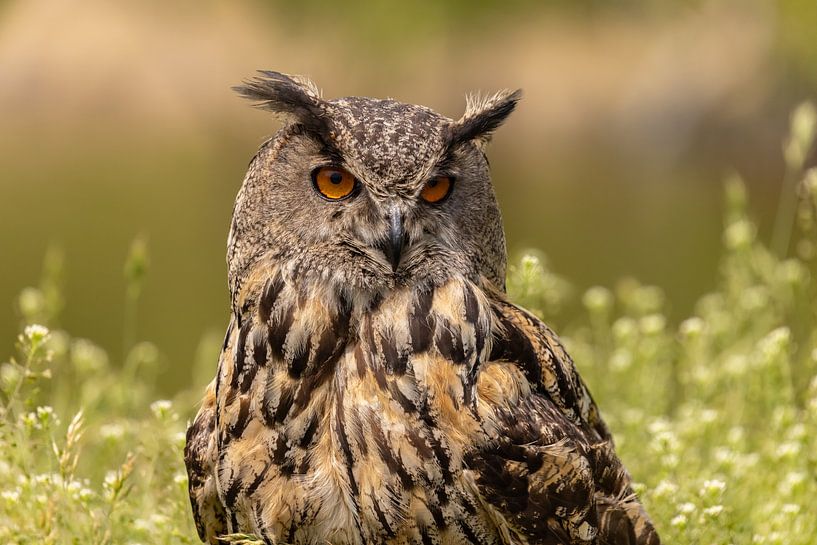 Aigle Chouette, Bubo Bubo, Raptor par Gert Hilbink