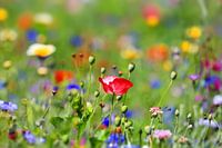 Blumenwiese