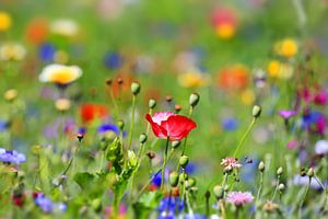 Blumenwiese